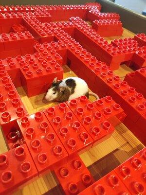 Bild vergr&ouml;&szlig;ern: Eine Maus l&auml;uft durch ein Labyrinth und sucht das Futter.