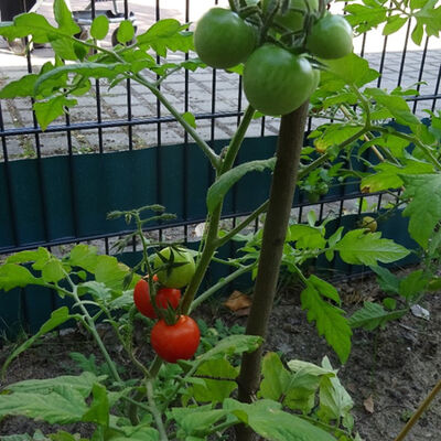 Bild vergrößern: Kita Am Seeberg Ackerkita Tomatenpflanze