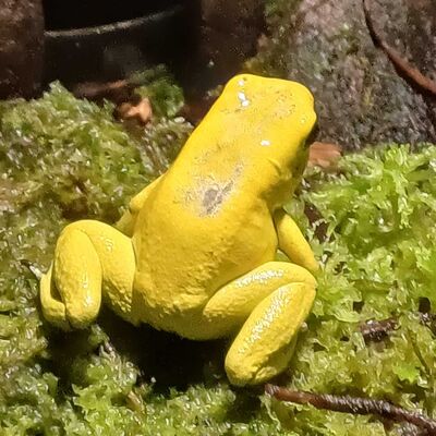 Ein gl&auml;nzend, gelber Frosch sitzt auf gr&uuml;nem Moos.