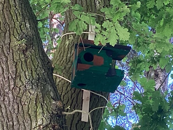 Der Kobel f&uuml;r die Eichh&ouml;rnchen h&auml;ngt am Baum.