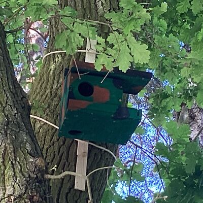 Der Kobel f&uuml;r die Eichh&ouml;rnchen h&auml;ngt am Baum.