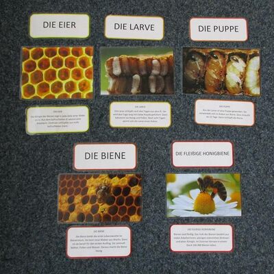 Bild vergrößern: Kita "Kükennest" - Bienenprojekt - Lebenszyklus von Bienen