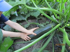 Bild vergrößern: Kita "Kükennest" - Unser 1. Gartenjahr - Zucchini