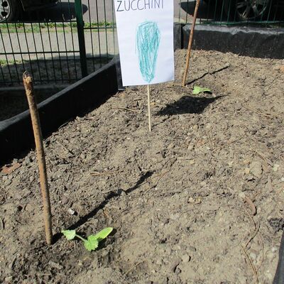 Bild vergrößern: Kita Kükennest - Unser 1. Gartenjahr - Zucchinibeet