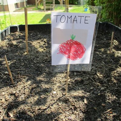 Bild vergrößern: Kita Kükennest - Unser 1. Gartenjahr - Tomatenbeet