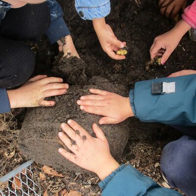 Bild vergrößern: Kita Kükennest - Unser 1. Gartenjahr - Kinder pflanzen Kartoffeln