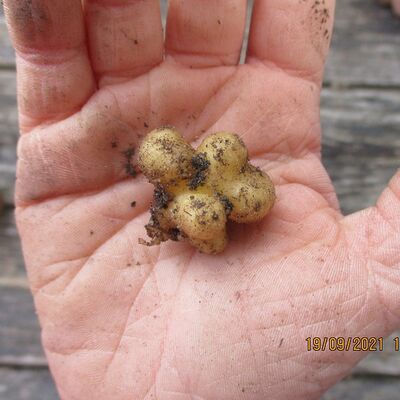 Bild vergrößern: Kita Kükennest - Unser 1. Gartenjahr - Kartoffeln