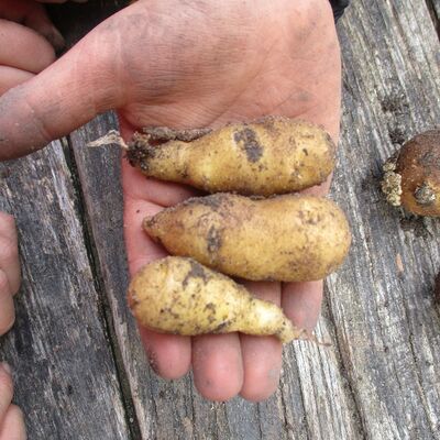 Bild vergrößern: Kita Kükennest - Unser 1. Gartenjahr - Kartoffeln