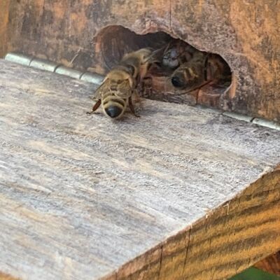 Bild vergrößern: Kita Kükennest - Bienen ziehen in den Schaukasten
