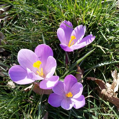 Bild vergr&ouml;&szlig;ern: Kita Pitti-Platsch - lila Krokus im Fr&uuml;hjahr